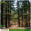 1월 12일. 한국의 탄생화와 부부 사랑 / 전나무 이미지