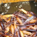 12셋트 한정입니다 산오징어 건조했어요 마른오징어가 달큰하니 부드럽고 맛있습니다 이미지