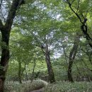 631. [제주도 보름살기 5 Day] 한라산 등산(왕복 3시간 40분) / 교래 야영장 C19 오두막 캠핑
