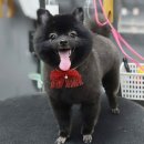 더 펫 애견샾 이미지