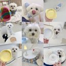 마이 비러브드 퍼피 | 프리미엄 강아지 수제간식 마비펖 서포터즈 급여후기