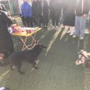 자랑하개 | 김포무인애견운동장 자랑하개 다녀왔어요!