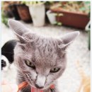 고양이이야기 이미지