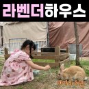 라벤더하우스 | 경기 | 남양주 라벤더하우스 토끼카페 추천! 5세 아이와 교감형 동물 체험 후기