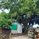 퐁낭아래 이미지