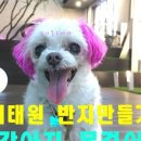 초롱애견 이미지