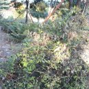 미선농장 이미지