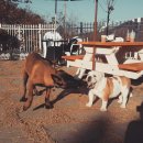 미자애견 이미지