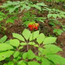 자연과 건강(산야초 이야기) 이미지