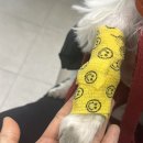 리본동물의료센터 이미지