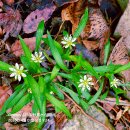 숲속의 별들 이미지