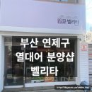 벨리타 | 부산열대어 구매하기 좋은 곳, 부산수족관 ‘벨리타’ 방문 후기