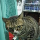 편의점다인 이미지