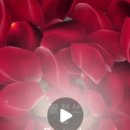 사계연화 이미지