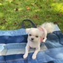 강아지 멋내기 이미지