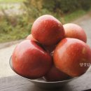 양짓담사과농장