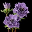 서정 롯데캐슬 이미지