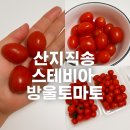 산지직송 당일수확 건강 간식 스테비아 방울토마토 후기