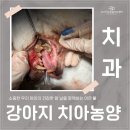 행복한 우리아이 동물병원 | 강아지 잇몸 고름 치아 농양 수술 후기 영종도 24시 동물병원 '24시 이은동물의료센터'