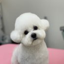 댕댕살롱 이미지