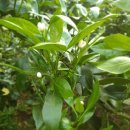 수아농원 이미지