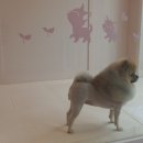 더(The)예쁘개 이미지