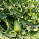 수정농장2 이미지