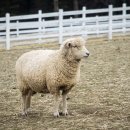 배울목장 이미지