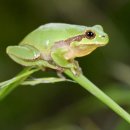 청개구리 이미지
