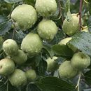 두루봉농원2 이미지