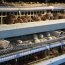 양평메추리농장 이미지