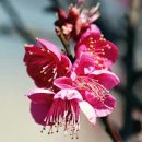 가오농장2 이미지