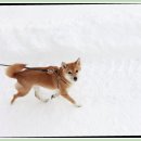 선사애견 이미지