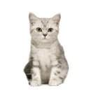 김해동물메디컬센터 이미지