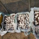 남사농장 이미지