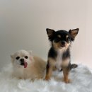 멍냥펫쌀롱 이미지