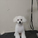 강아지 미용 이미지