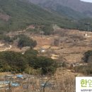 한잎새