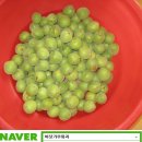 바닷가농원 이미지