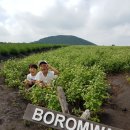 왓브로스 | 서귀포 표선 보롬왓 솔직후기와 보롬왓100프로 즐기기 팁! 보롬왓메밀꽃축제, 보롬왓수국길, 제주 아이...