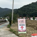 영광 | 전남 영광 불갑산 상사화축제 방문후기/개화현황