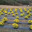 봉정사국화마을 이미지