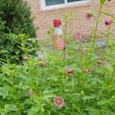 해피농장 이미지