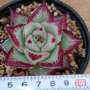 리치아이 이미지