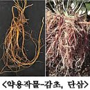 6월 더덕·약용작물·느타리버섯 재배 기술