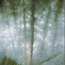 다슬기 반딧불이 이미지