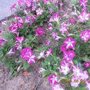 대흥면011 이미지