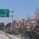 무궁화100리길 이미지