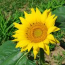 광명효요양병원 이미지