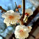 봉채국수 이미지